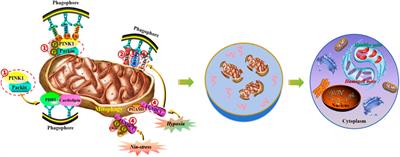 Progress of medicinal plants and their active metabolites in ischemia-reperfusion injury of stroke: a novel therapeutic strategy based on regulation of crosstalk between mitophagy and ferroptosis